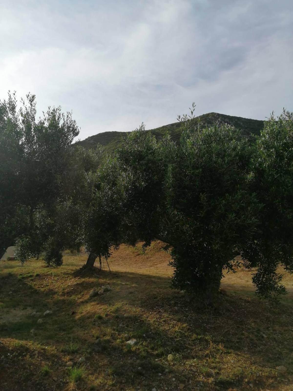 Vátos Terraoliva&Herbs מראה חיצוני תמונה